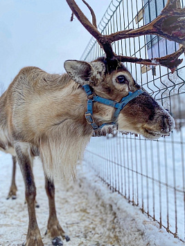 Контактный зоопарк "Деревенька" 