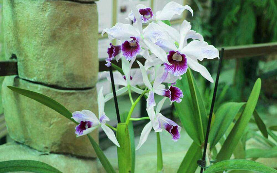 Музей орхидей в Вологде