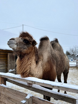 Контактный зоопарк "Деревенька" 