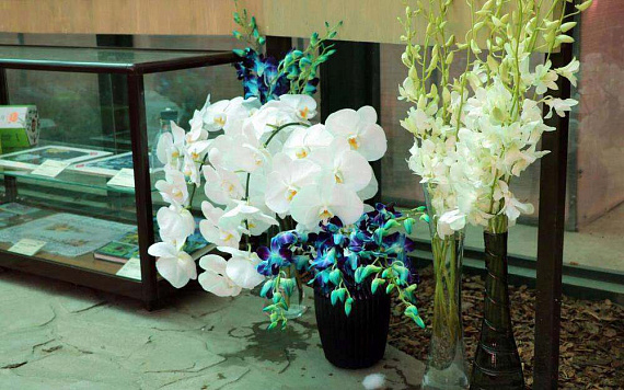 Музей орхидей в Вологде