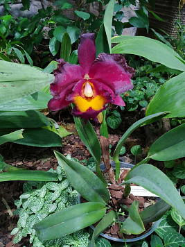 Вологодский Ботанический Сад