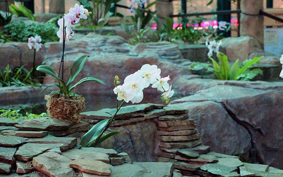 Музей орхидей в Вологде