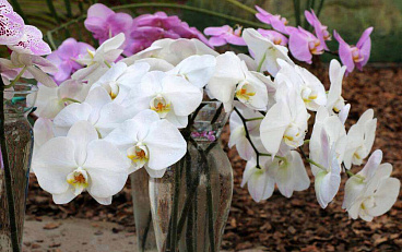 Музей орхидей в Вологде