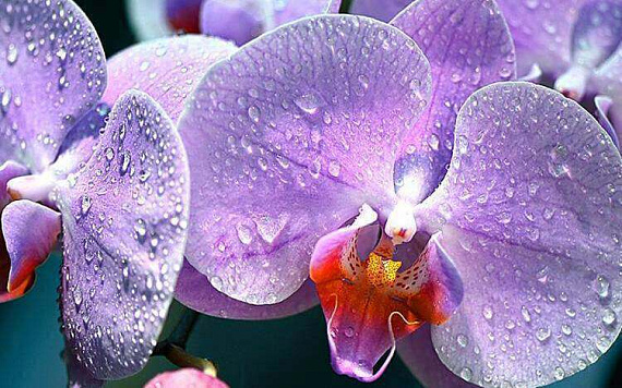 Музей орхидей в Вологде