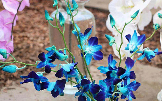 Музей орхидей в Вологде